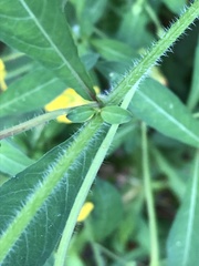 Ludwigia grandiflora