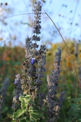 Salvia keerlii