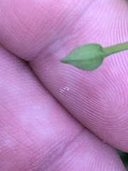 Ludwigia grandiflora