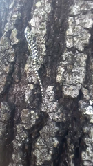 Abronia taeniata