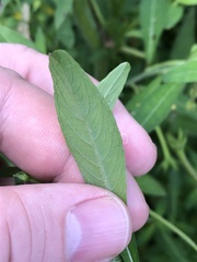Ludwigia grandiflora