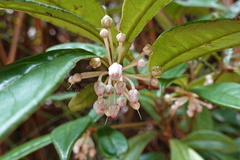 Ardisia lindleyana