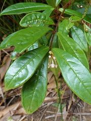 Ardisia lindleyana