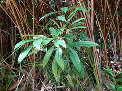 Ardisia lindleyana