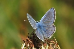 Polyommatus icarus