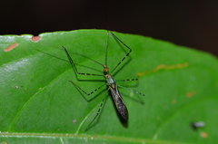 Zelus annulosus