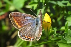 Polyommatus icarus