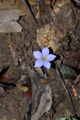 Voyria caerulea
