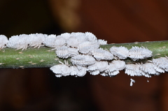 Membracis foliatafusca