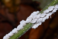 Membracis foliatafusca