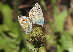 Polyommatus icarus