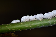 Membracis foliatafusca