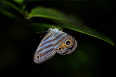 Chloreuptychia herseis