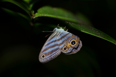 Chloreuptychia herseis