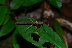 Pseudophasma flavipes