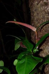 Philodendron squamiferum