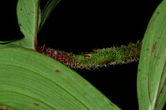 Philodendron squamiferum