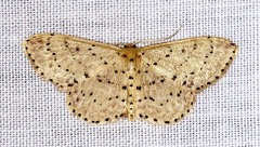 Idaea punctatissima