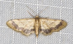 Idaea trypheropa