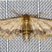 Idaea trypheropa - Photo (c) Ian McMillan, some rights reserved (CC BY-NC), uploaded by Ian McMillan