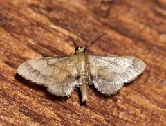 Idaea trypheropa