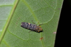 Ciccamera viridivitta