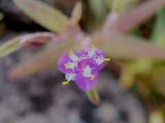 Cyanotis fasciculata