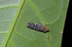 Ciccamera viridivitta