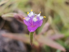 Cyanotis fasciculata