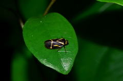 Maxantonia lineola