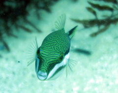 Canthigaster callisterna