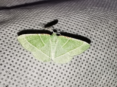 Dichorda illustraria