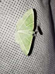 Dichorda illustraria