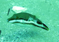 Canthigaster callisterna