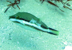 Canthigaster callisterna