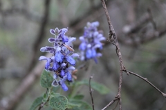 Salvia urolepis