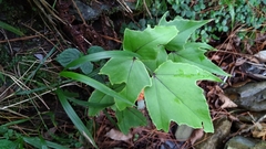 Cyrtomium caryotideum