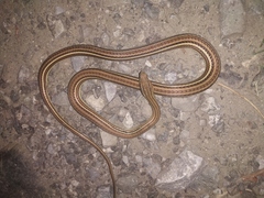 Sand Snake photo 5