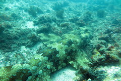 Orectolobus halei