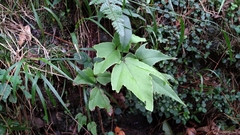 Cyrtomium caryotideum