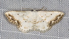 Scopula innocens