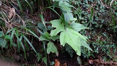 Cyrtomium caryotideum