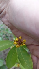 Byrsonima intermedia