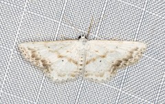 Scopula innocens