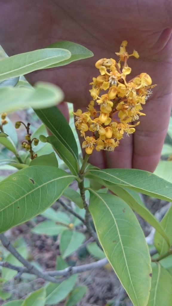 Byrsonima intermedia