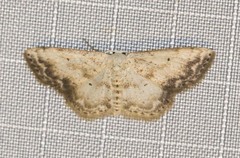Scopula innocens