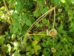 Allium