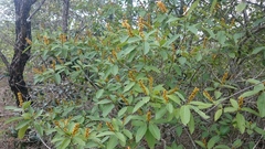 Byrsonima intermedia