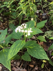 Ageratina altissima