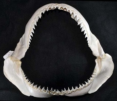 Bignose Shark photo 5